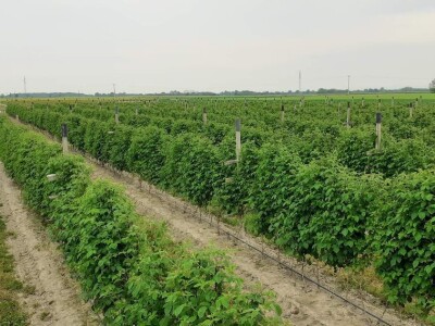 Bočkinac bobice - maline, borovnice