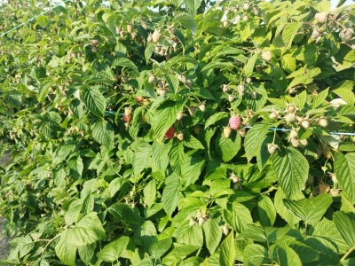 Bočkinac bobice - maline, borovnice