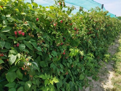 Bočkinac bobice - maline, borovnice