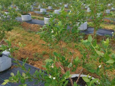 Bočkinac bobice - maline, borovnice
