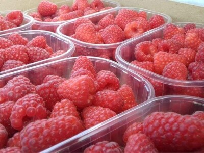 Bočkinac bobice - maline, borovnice