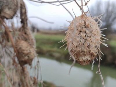 Bodljasta tikvica Bodljasta tikvica