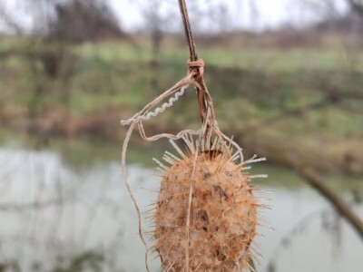 Bodljasta tikvica Bodljasta tikvica