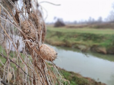 Bodljasta tikvica Bodljasta tikvica