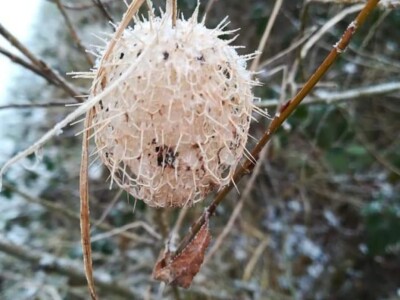 Bodljasta tikvica Bodljasta tikvica
