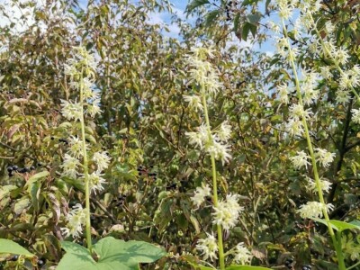 Bodljasta tikvica Bodljasta tikvica