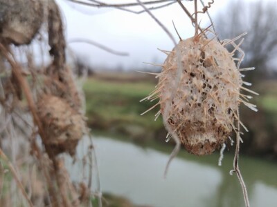 Bodljasta tikvica Bodljasta tikvica