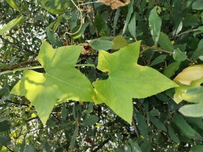 Bodljasta tikvica Bodljasta tikvica