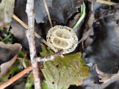 Bodljasta tikvica Bodljasta tikvica