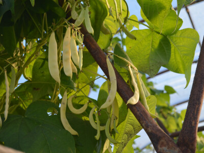 Divovske mahune u bjelovarskom plasteniku