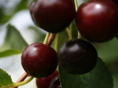 Prirodni uvjeti za kvalitetno voće