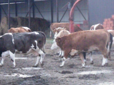 Ima nešto i križanaca s crno bijelim kravama