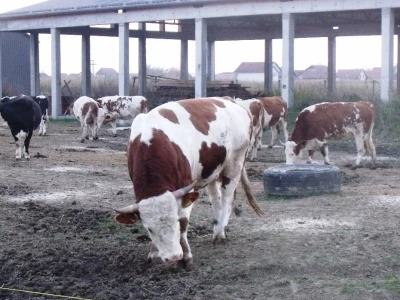 Iza bika je nedovršena štala