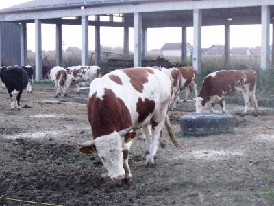 Iza bika je nedovršena štala