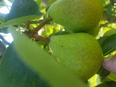 Bolesti i štetni insekti voćaka