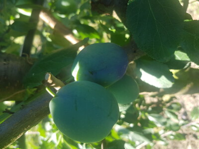 Bolesti i štetni insekti voćaka Bolesti i štetni insekti voćaka