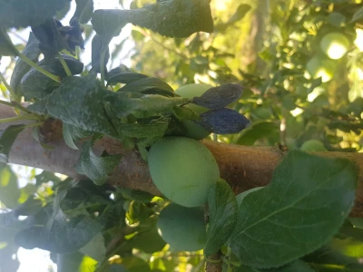 Bolesti i štetni insekti voćaka