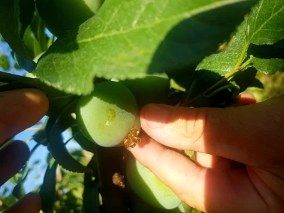 Bolesti i štetni insekti voćaka