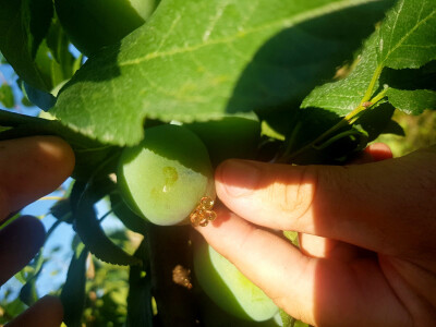 Bolesti i štetni insekti voćaka Bolesti i štetni insekti voćaka