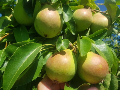Bolesti i štetni insekti voćaka Bolesti i štetni insekti voćaka