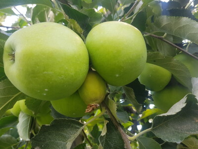 Bolesti i štetni insekti voćaka Bolesti i štetni insekti voćaka