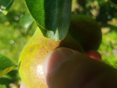 Bolesti i štetni insekti voćaka Bolesti i štetni insekti voćaka