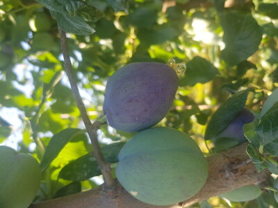 Bolesti i štetni insekti voćaka Bolesti i štetni insekti voćaka