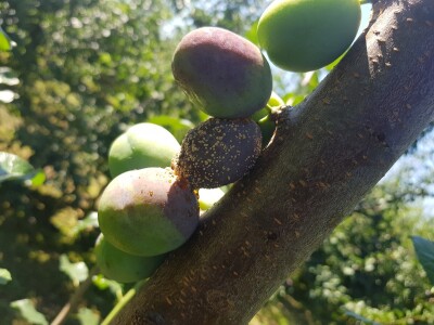 Bolesti i štetni insekti voćaka Bolesti i štetni insekti voćaka