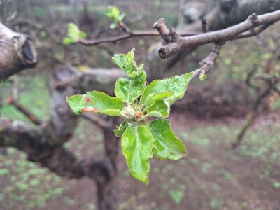 Bolesti i štetočine jabuke