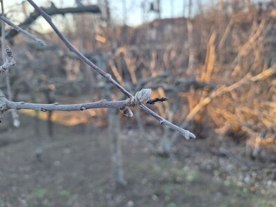Bolesti i štetočine jabuke