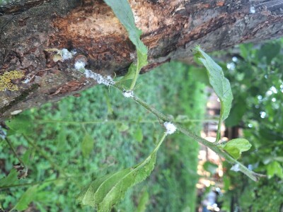 Bolesti i štetočine jabuke