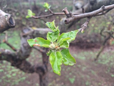 Bolesti i štetočine jabuke Bolesti i štetočine jabuke