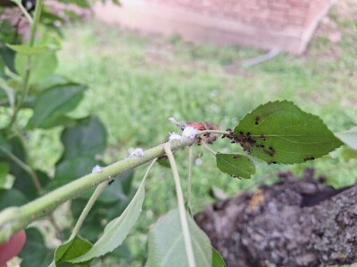 Bolesti i štetočine jabuke Bolesti i štetočine jabuke