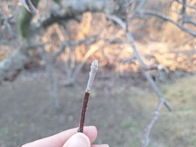 Bolesti i štetočine jabuke Bolesti i štetočine jabuke