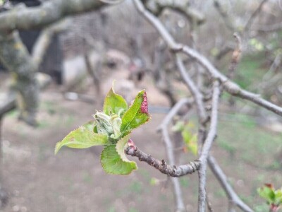 Bolesti i štetočine jabuke Bolesti i štetočine jabuke