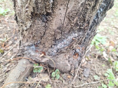 Bolesti i štetočine jabuke Bolesti i štetočine jabuke