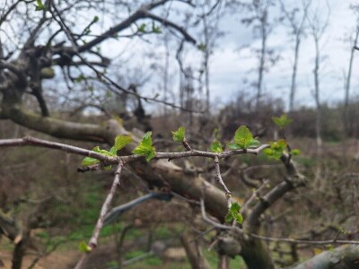 Bolesti i štetočine jabuke Bolesti i štetočine jabuke
