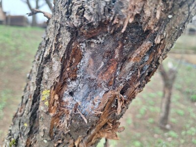 Bolesti i štetočine jabuke