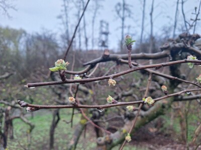 Bolesti i štetočine jabuke