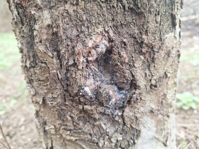 Bolesti i štetočine jabuke