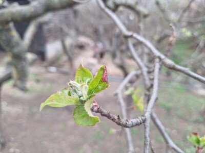 Bolesti i štetočine jabuke