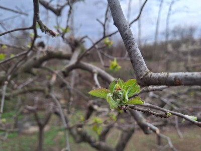 Bolesti i štetočine jabuke
