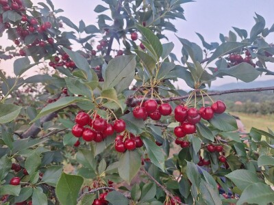 Bolesti i štetočine višnje Bolesti i štetočine višnje