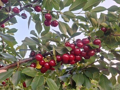 Bolesti i štetočine višnje Bolesti i štetočine višnje