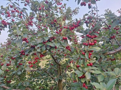 Bolesti i štetočine višnje Bolesti i štetočine višnje