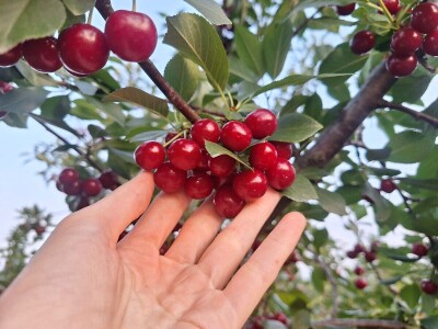 Bolesti i štetočine višnje Bolesti i štetočine višnje