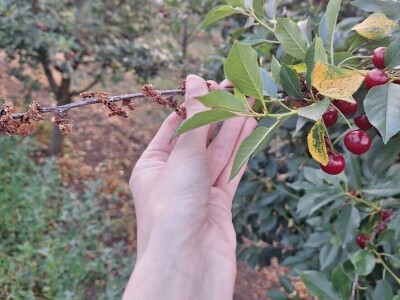 Bolesti i štetočine višnje Bolesti i štetočine višnje