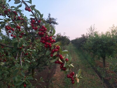 Bolesti i štetočine višnje Bolesti i štetočine višnje