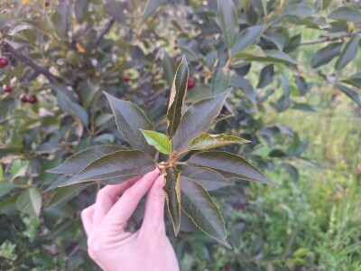 Bolesti i štetočine višnje Bolesti i štetočine višnje