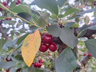 Bolesti i štetočine višnje Bolesti i štetočine višnje